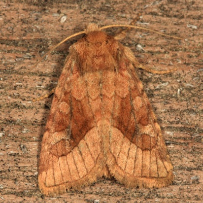 9514 - Rosy Rustic Moth - Hydraecia micacea