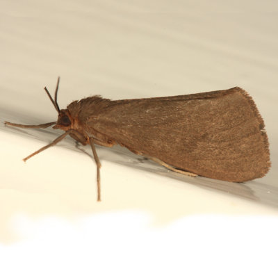 8118 - Tawny Virbia - Virbia opella