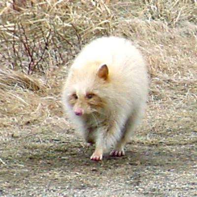 albino Common Raccoon - Procyon lotor