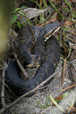 Florida Cottonmouth - Agkistrodon piscivorus conanti