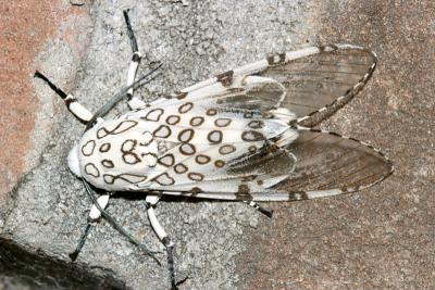 Texas Moths