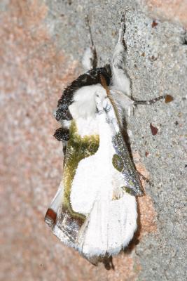 9298 - Wilson's Wood-nymph Moth - Xerociris wilsonii