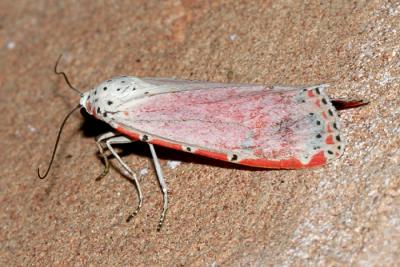  8105 -- Rattlebox Moth - Utetheisa ornatrix