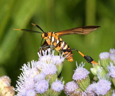  8287 -- Texas Wasp Moth -- Horama panthalon texana