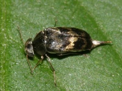 Paramordellaria triloba