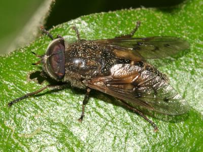 Hybomitra lasiophthalma