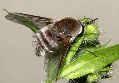 Bombylius incanus