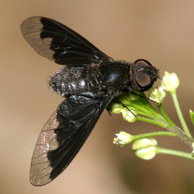 Black Bee Fly - Anthrax analis