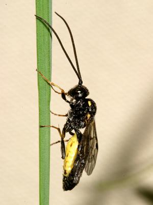 Exenterus sp.