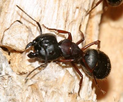 Carpenter Ants - genus Camponotus