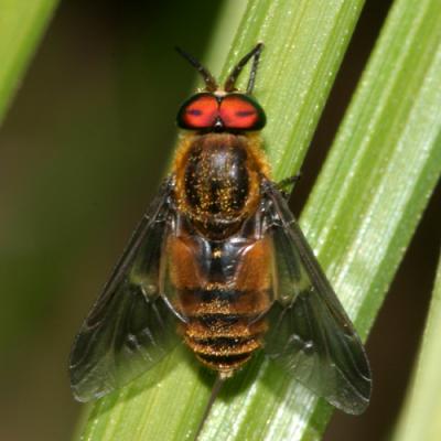 Deer Flies - subfamily Chrysopsinae