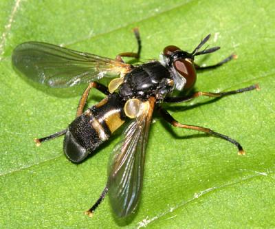 Hemyda aurata