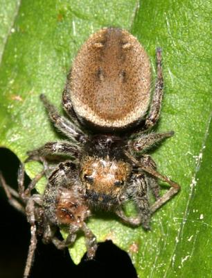 Phidippus whitmani (female eating her mate)