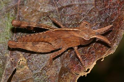 Northern Green-striped Grasshopper - Chortophaga viridifasciata nymph