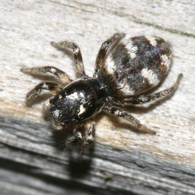 Jumping Spiders - Genus Salticus