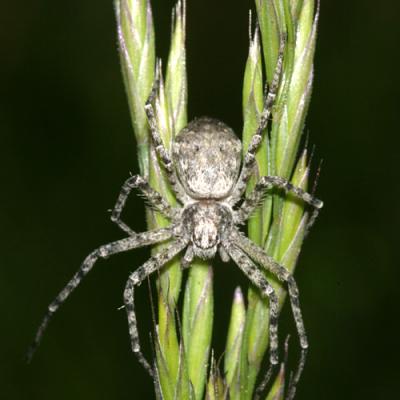 Philodromus praelustris