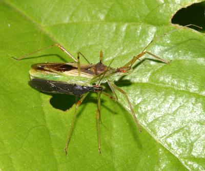 mating Zelus luridus