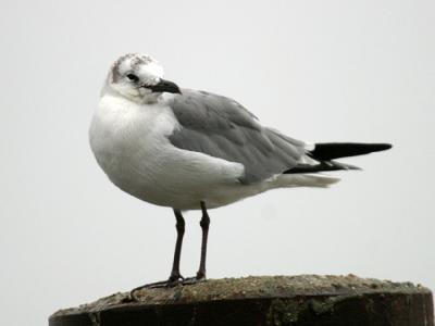 Laughing Gull - winter plumage