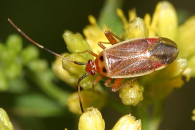  Rapid Plant Bug - Adelphocoris rapidus