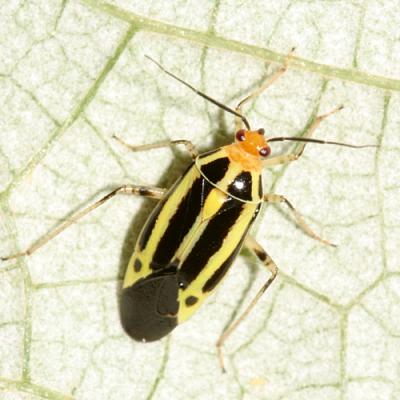 Plant Bugs - Miridae