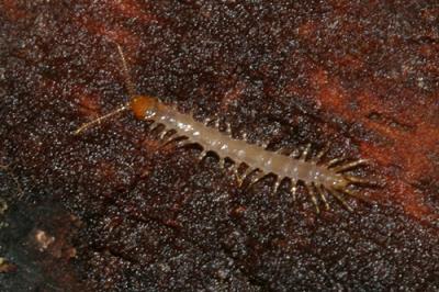 Stone Centipede - Lithobiomorpha sp.