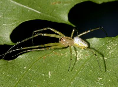  Orchard Spider - Leucauge venusta