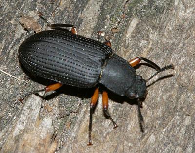 Darkling Beetles - Subfamily Coelometopinae