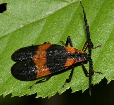 Banded Net-wing Beetle - Calopteron reticulatum