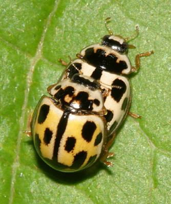 Mating Fourteen-spotted Lady Beetles - Propylea quatuordecimpunctata