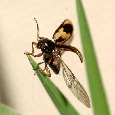  Strawberry Rootworm (Paria fragariae-complex)