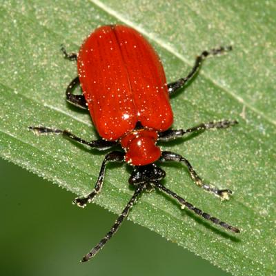 Lily Leaf Beetle - Lilioceris lilii