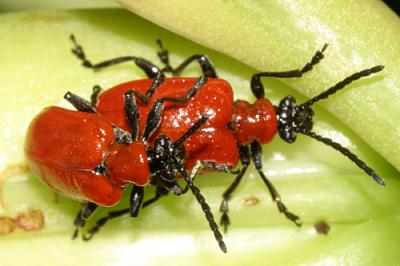 Lily Leaf Beetle - Lilioceris lilii