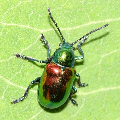 Leaf Beetles -  Subfamily Eumolpinae - Oval Leaf Beetles