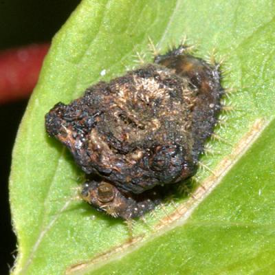 Tortoise beetle larva with frass camo on it's back