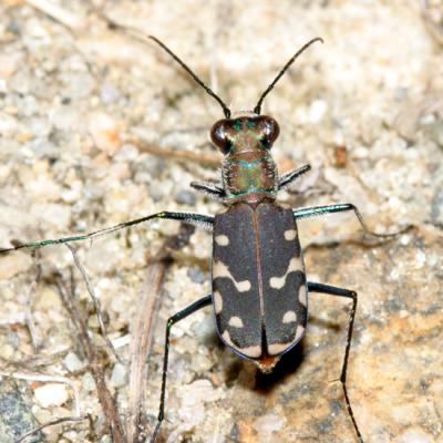 Cicindela rufiventris