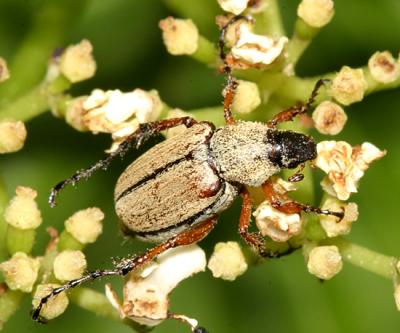 Rose Chafer - Macrodactylus subspinosus