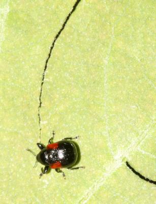 Oak Leafrolling Weevil - Synolabus bipustulatus - cutting a leaf