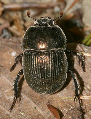 Geotrupes splendidus