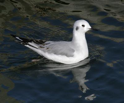 Bonaparte's Gull - Chroicocephalus philadelphia 