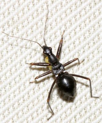 Nabis subcoleoptratus (nymph)