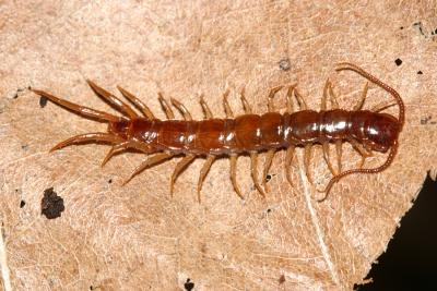 Stone Centipede - Lithobiomorpha - Lithobius forficatus