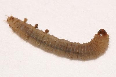 Bibionidae (larva)