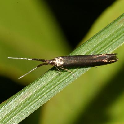 1387 -- Metallic Coleophora Moth -- Coleophora mayrella [spissicornis]