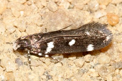 2187 - Six-spotted Aroga Moth - Aroga compositella