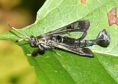 2532 -- Virginia Creeper Clearwing Moth -- Albuna fraxini (male)