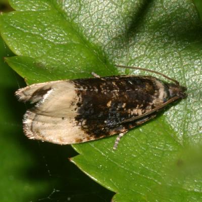 2861 - Off-white Hedya Moth - Hedya ochroleucana