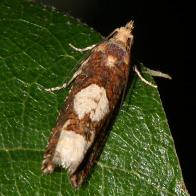 3202 -- Biden's Borer Moth -- Epiblema otiosana