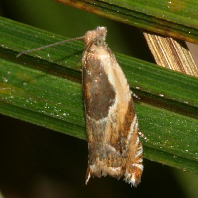 3359 -- Black-marked Ancylis Moth -- Ancylis metamelana