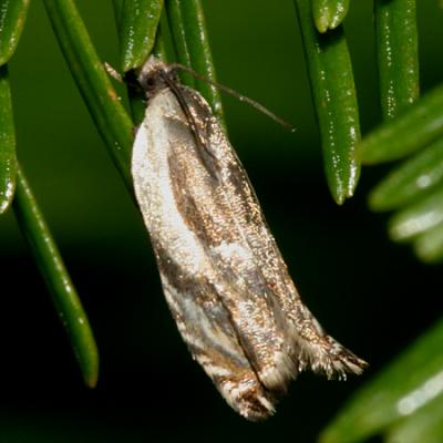 3358 -- Dusky Ancylis Moth -- Ancylis discigerana
