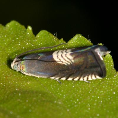 3443 - Three-lined Grapholita Moth - Grapholita tristrigana